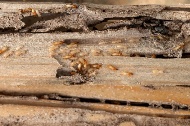 Best Pest Prevention Services  in Aurora, SD